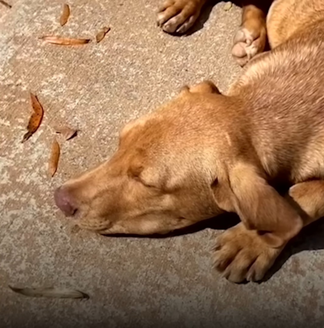 stray dog sleeping