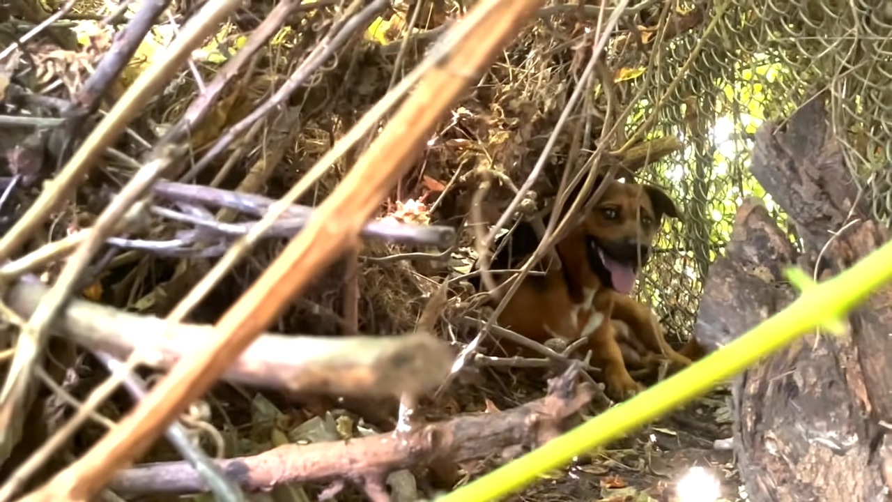 stray dog stranded in a woods