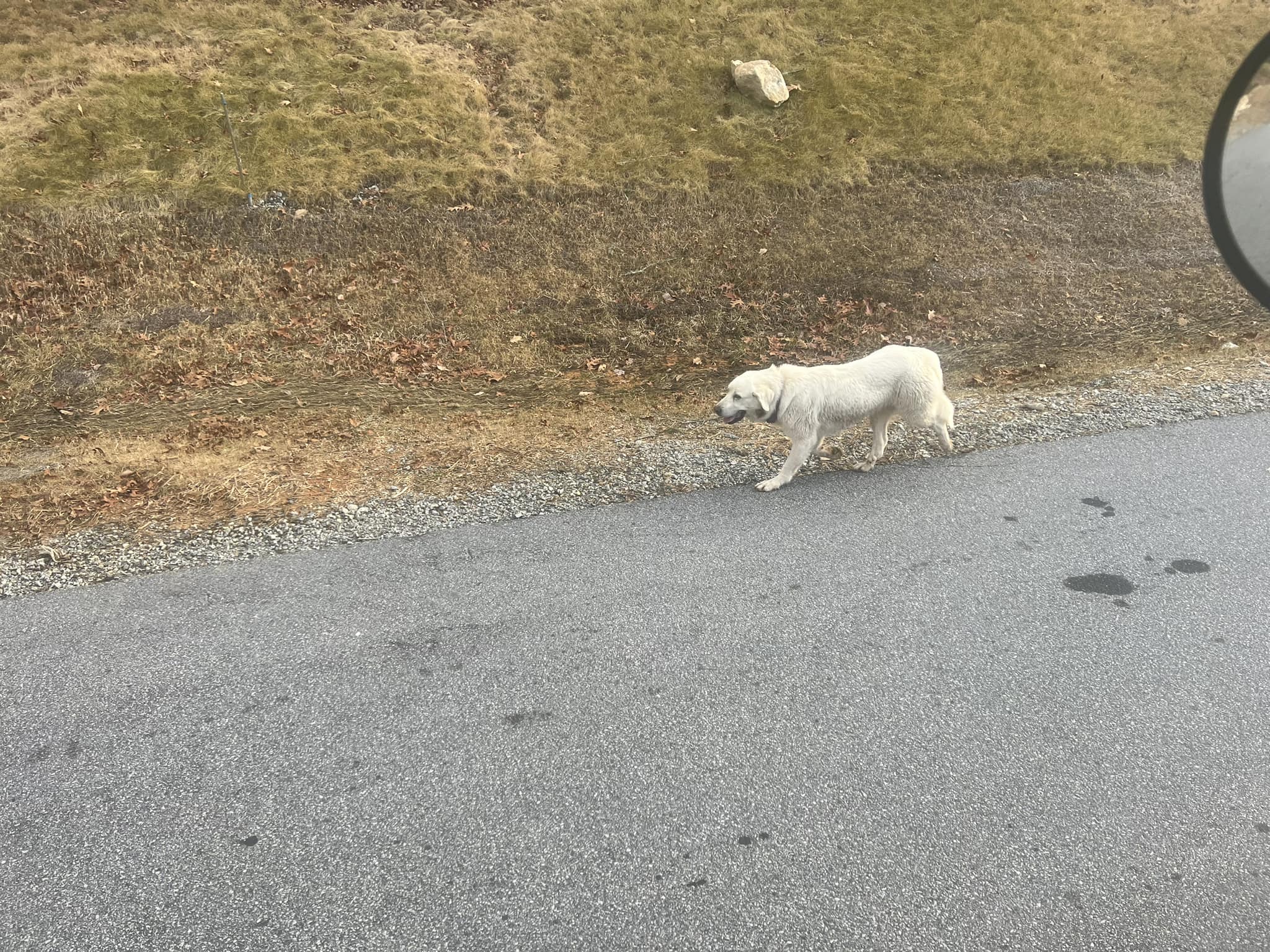 stray dog walking