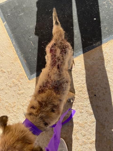 Stray dog with infections