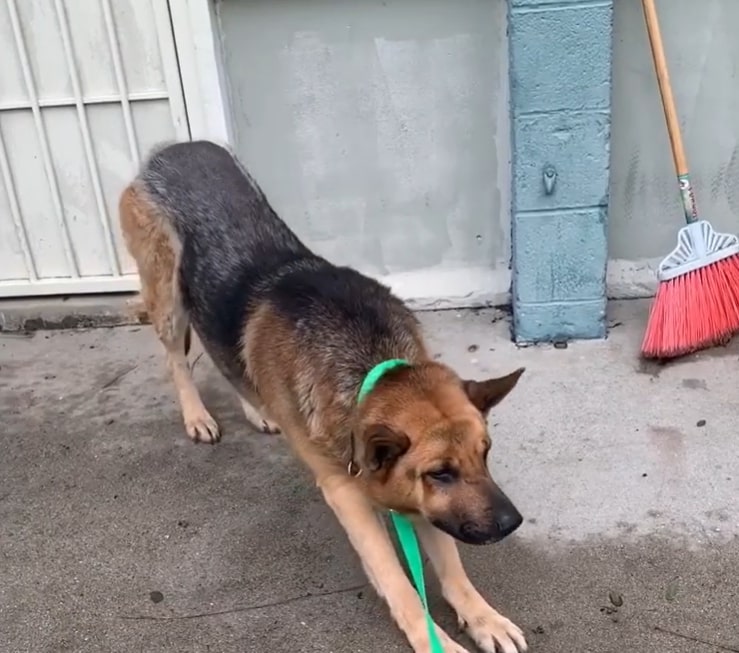 stray german shepherd back on his feet