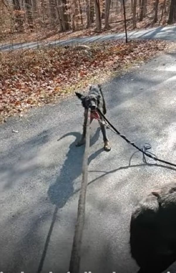 stray german shepherd dog on the road