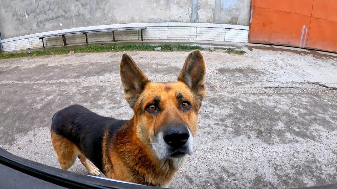 stray german shepherd dog begs for food