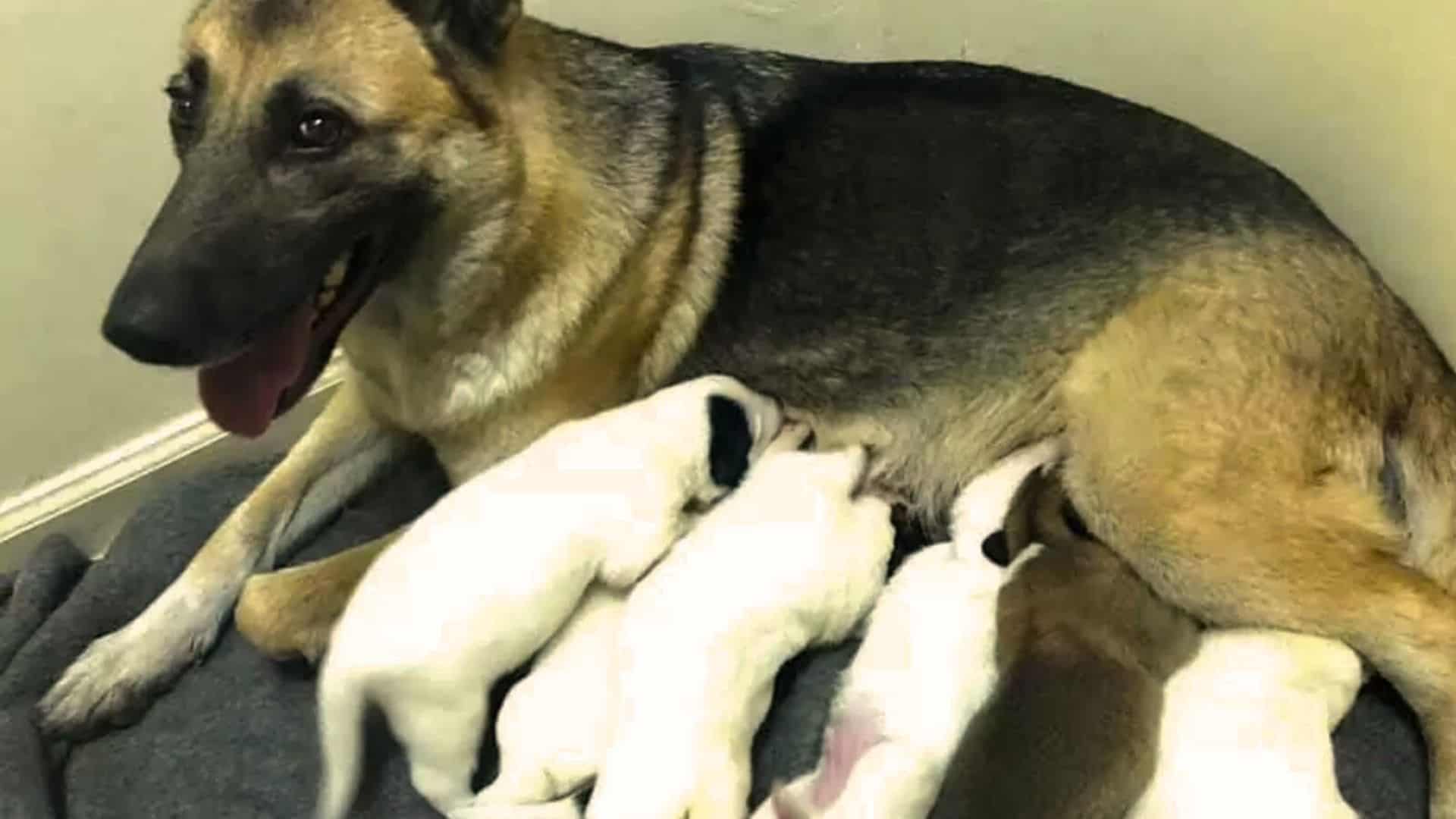 German Shepherd Momma, Reba, Gives Birth To A Green Puppy