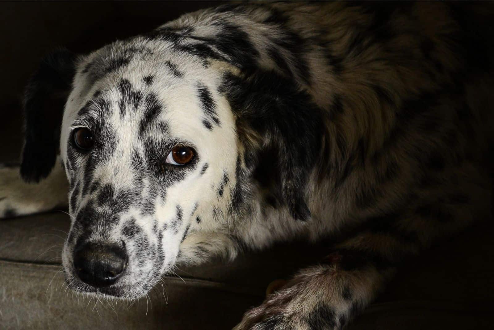 stray long hair dalmatian dog hiding in the dark