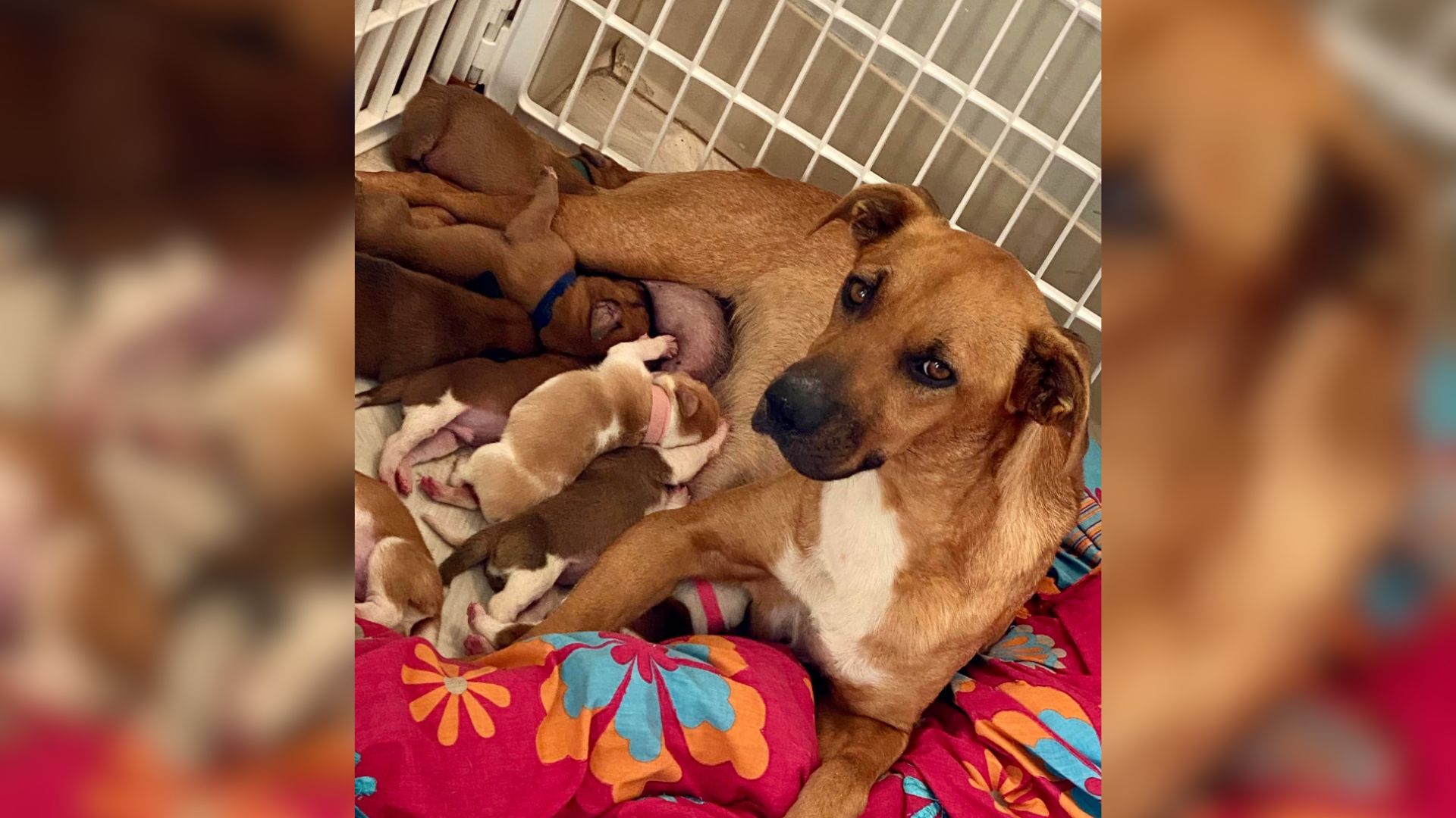 Shelter Mom Dog Has 14 Babies And She Finally Learns How To Trust People Again