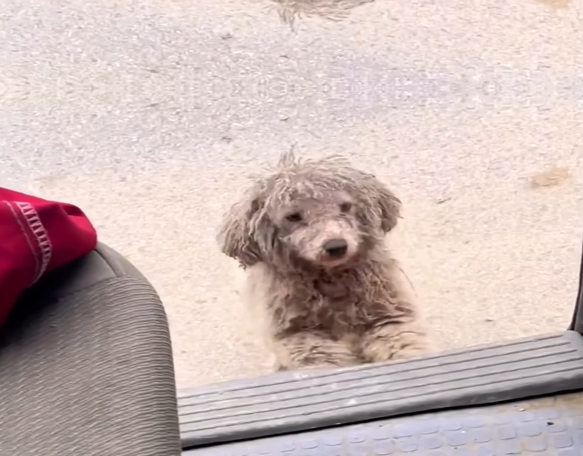 stray matted dog