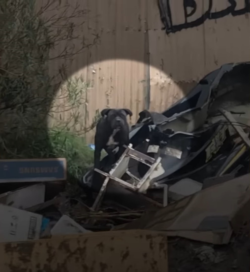 stray pit bull hiding behind the trash