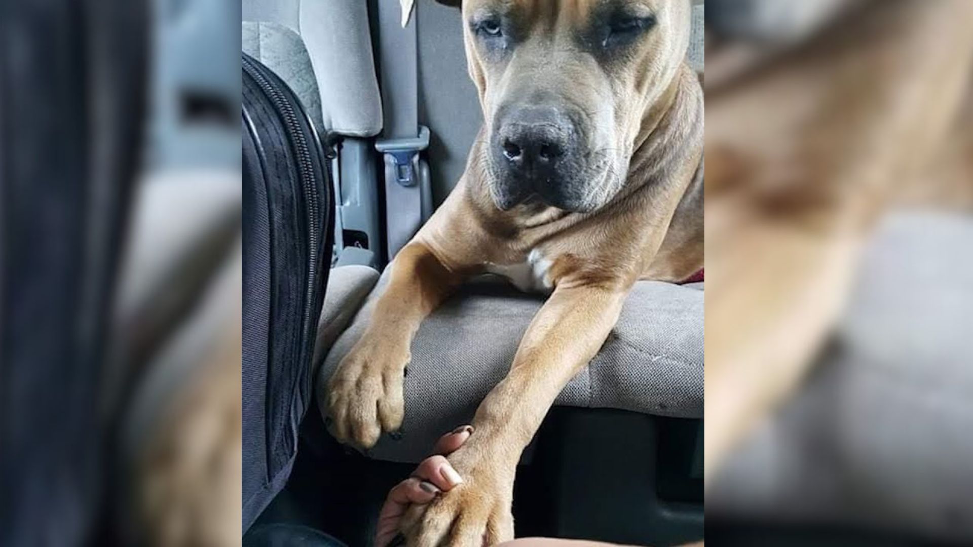 Scared Dog Held Her Rescuer’s Arm On The Way To The Veterinarian Clinic