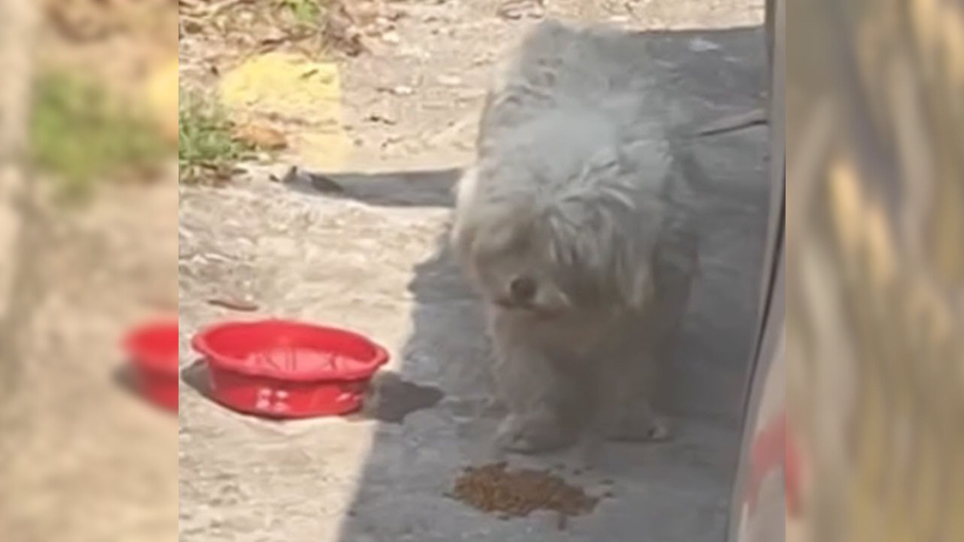 Stray Pup Who Followed Rescuer’s Car Begging Them To Stop Was Hiding An Adorable Secret