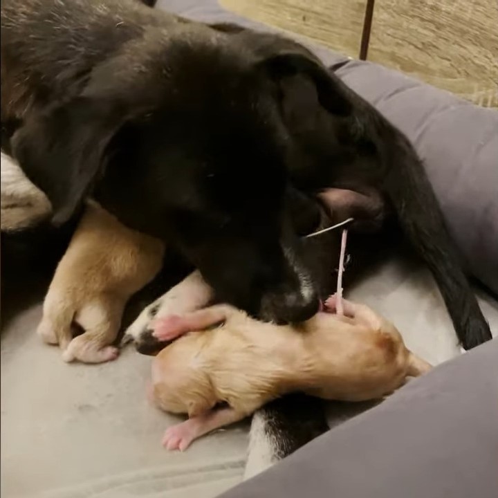 stray pup with puppies