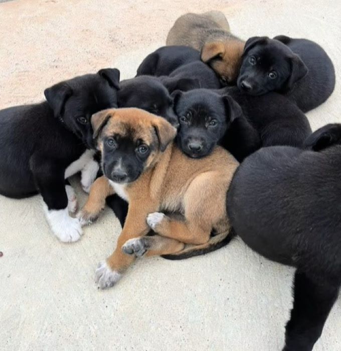 stray puppies