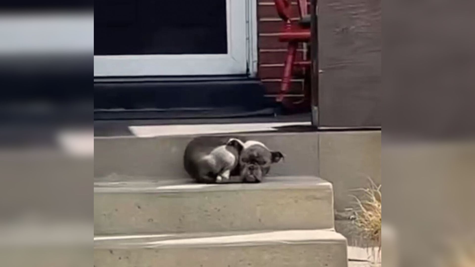 Tiny Stray Pup Who Fell Asleep On A Family’s Porch Woke Up To The Best News Ever