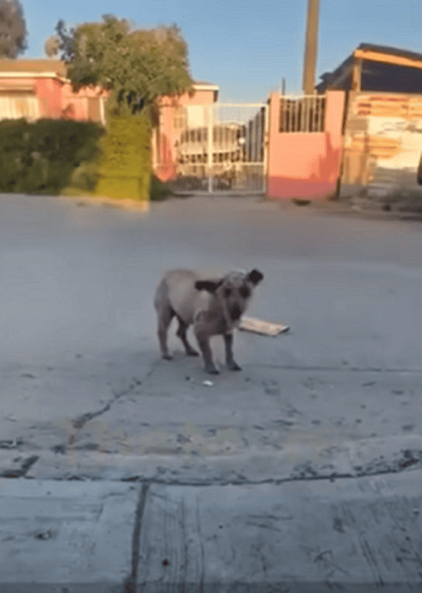 stray puppy walking on the street