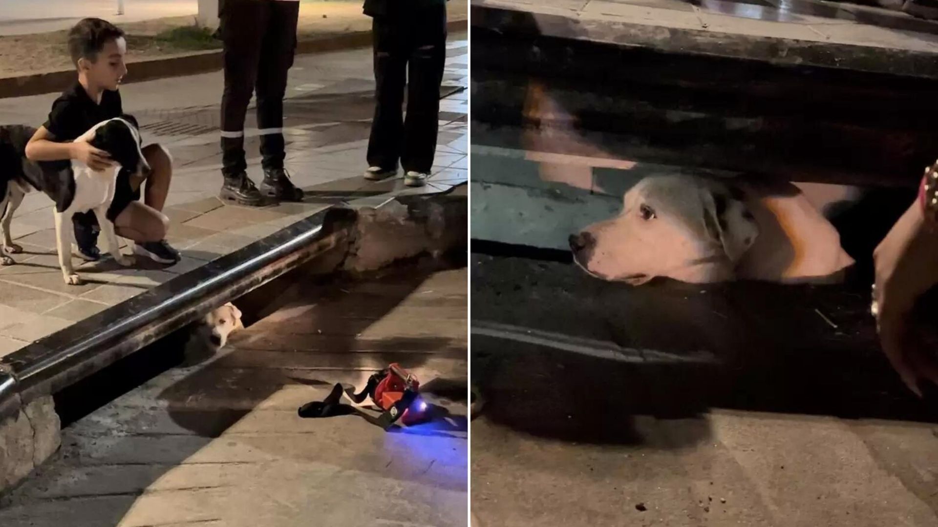 The Reason Behind This Stray Dog Barking By Sewer Drain Will Shock You