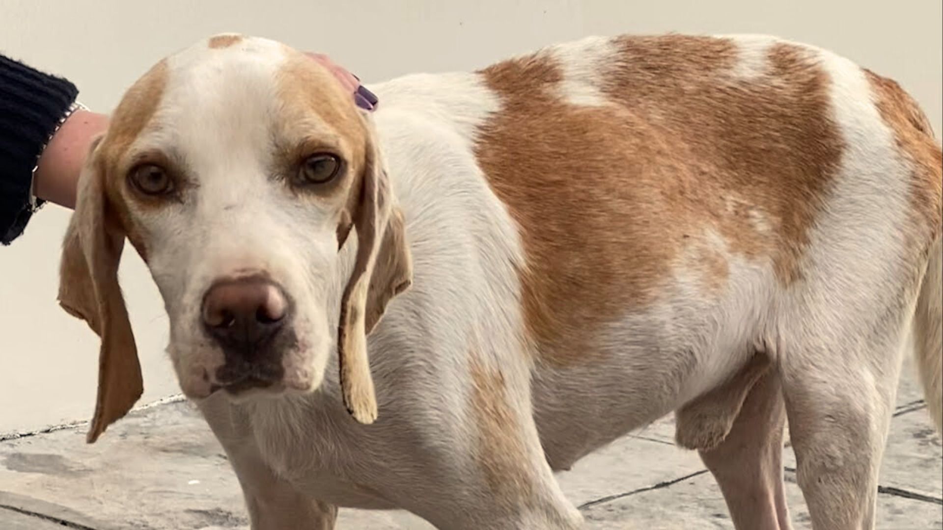 Street Dog Had Nothing In This World, Now Has A Whole Pile Of Teddy Bears