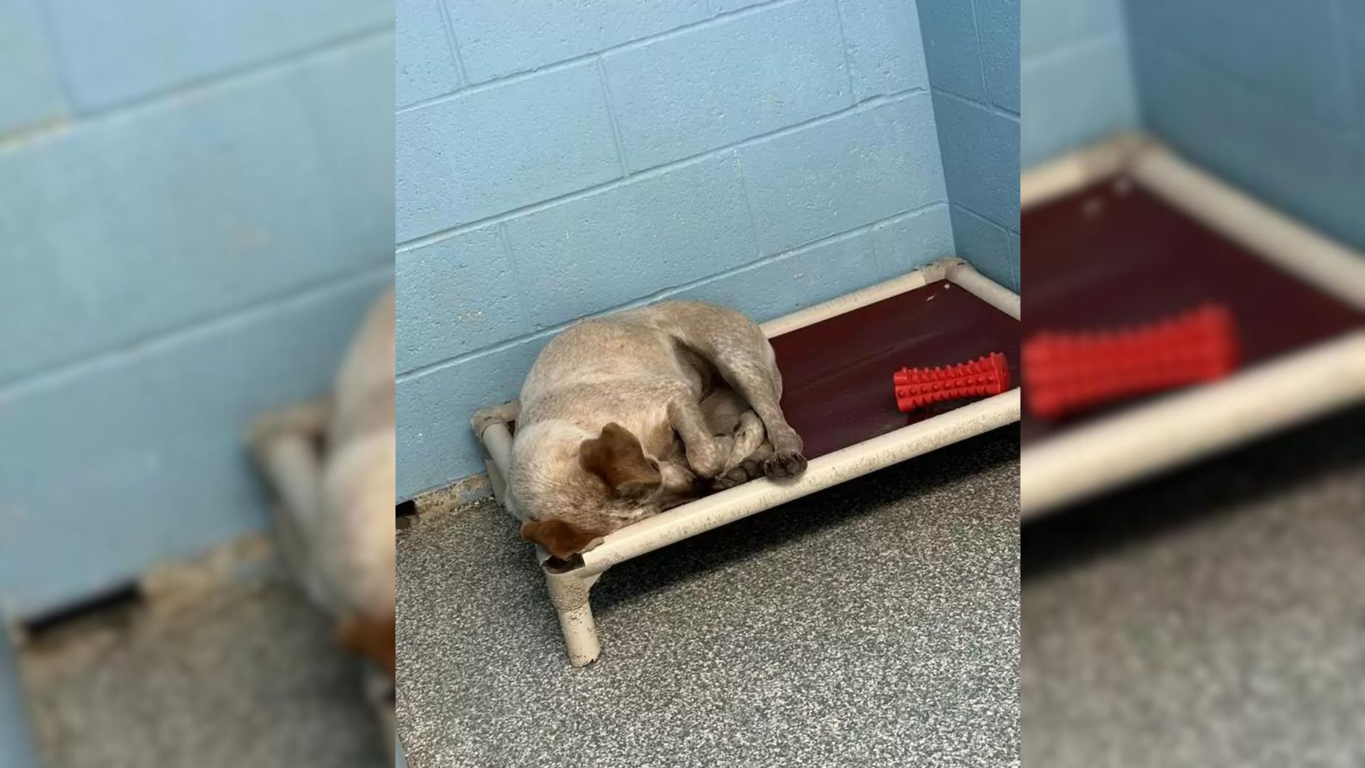 Shelter Dog Completely Shuts Down After Seeing Her Best Bud Get Adopted Without Her