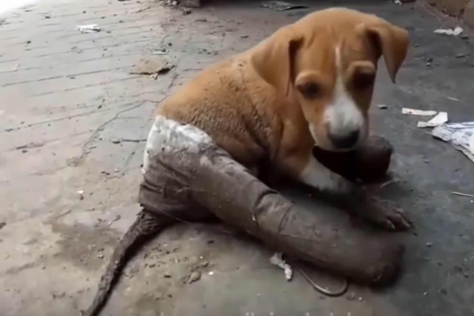 This Sweet Puppy Found With His Broken Leg In Bandages Gets An Amazing Transformation