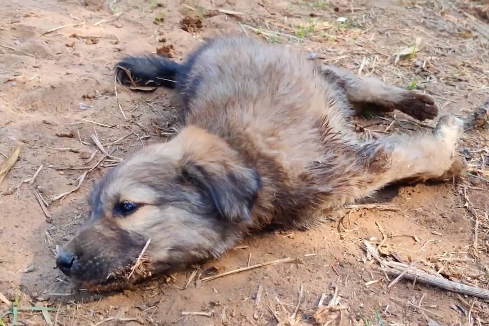 Watch How This Paralyzed Puppy Starts To Walk Again