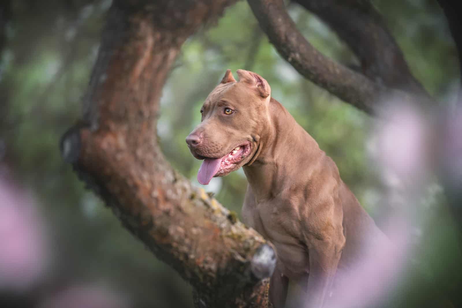 strong american pitbull