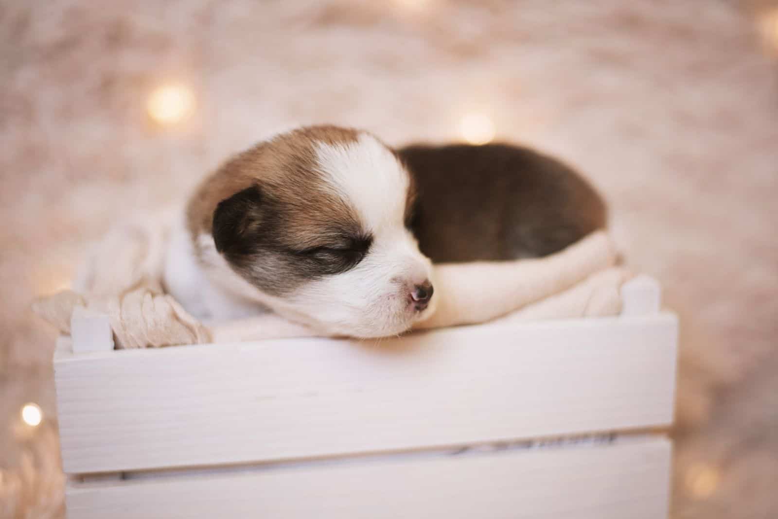 studio sessions with corgi -aussie mix sleeping