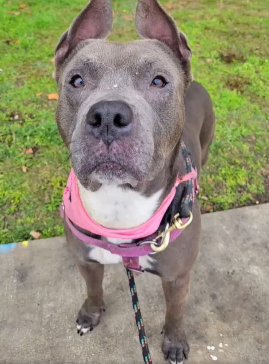 Stunning dog with pink harness outdoor