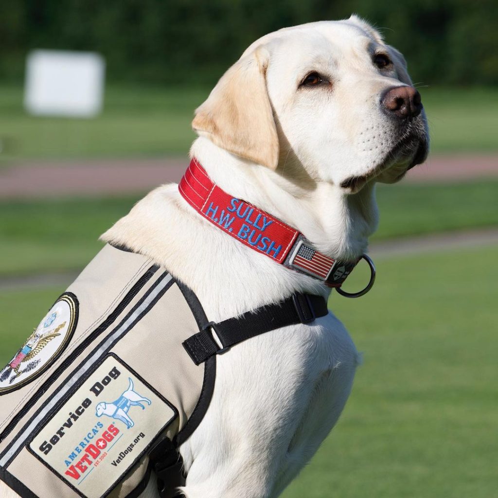 sully wearing his service dog uniform