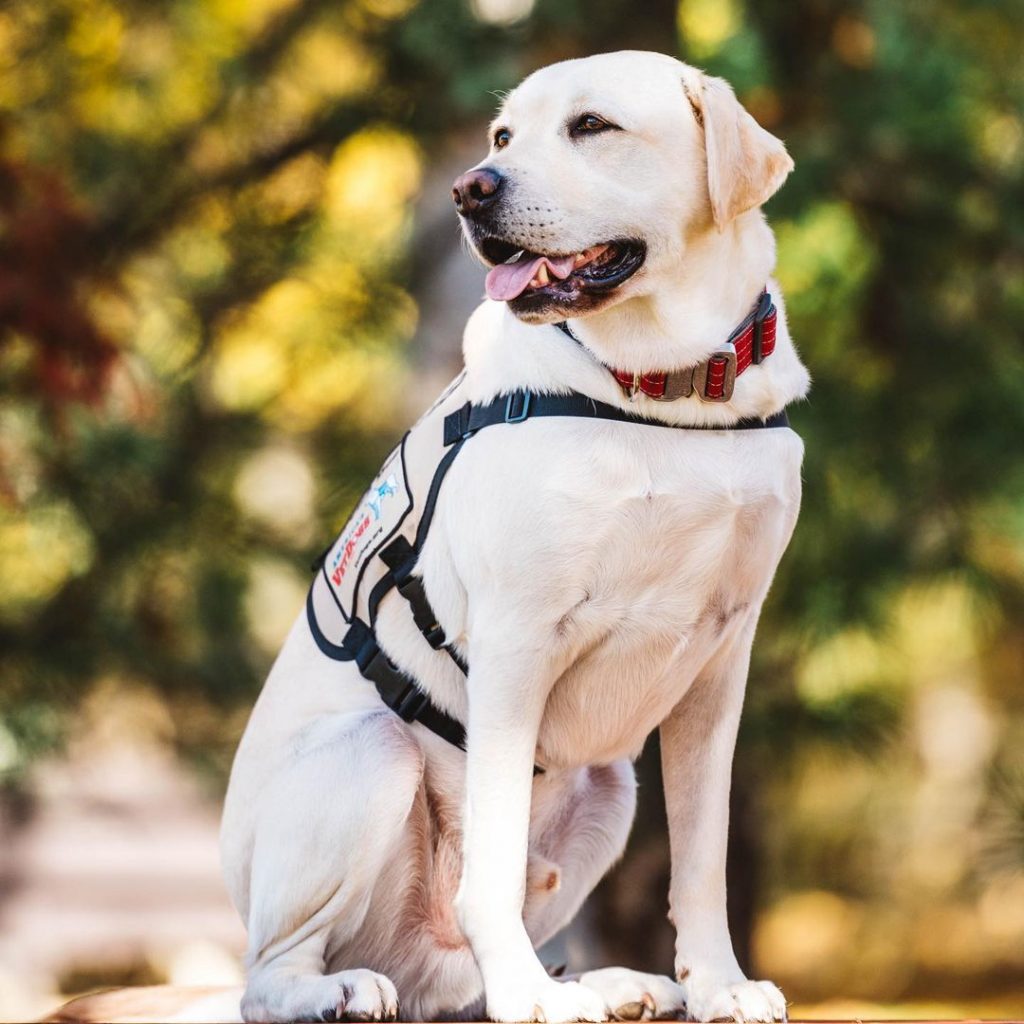 sully the yellow labrador standing on the ground