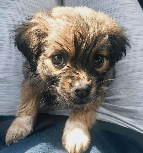 Super Adorable And Awkward Tibetan Spaniel