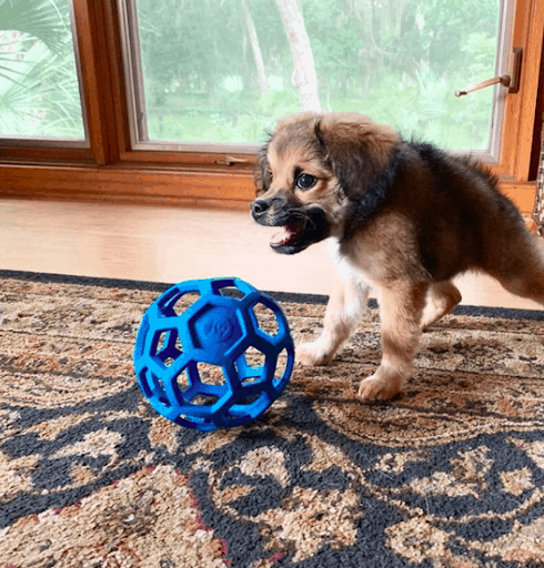 Super Adorable And Awkward Tibetan Spaniel