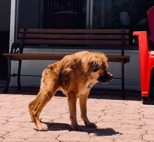 Super Adorable And Awkward Tibetan Spaniel