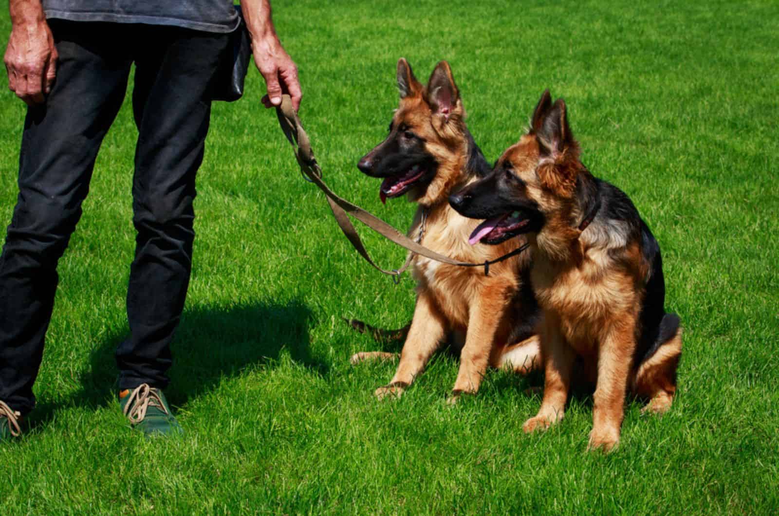 Super-Easy Ways To Leash Train Your German Shepherd Dog