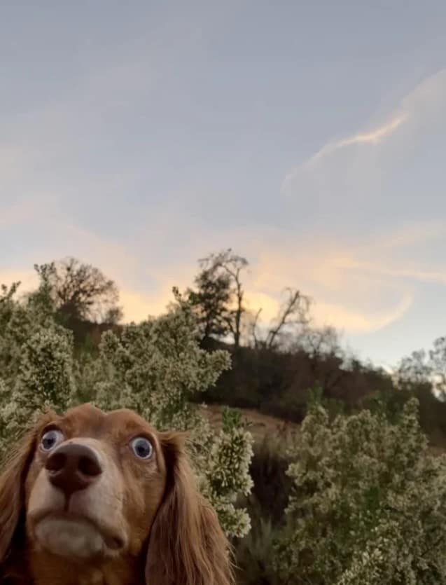 surprised dog with open eyes takes a picture