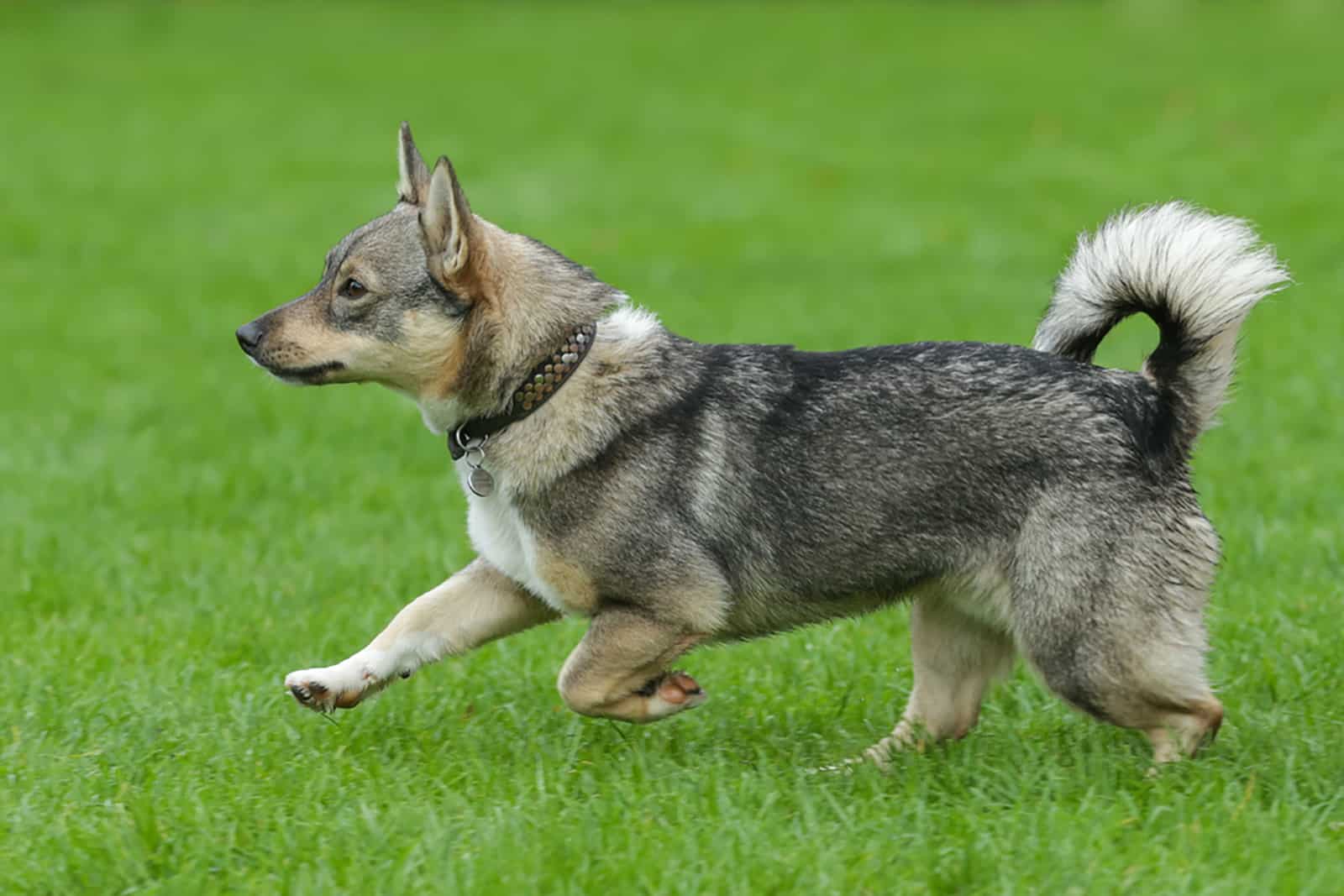 swedish vallhund running in the park