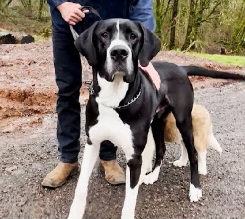 sweet adult black and white dog