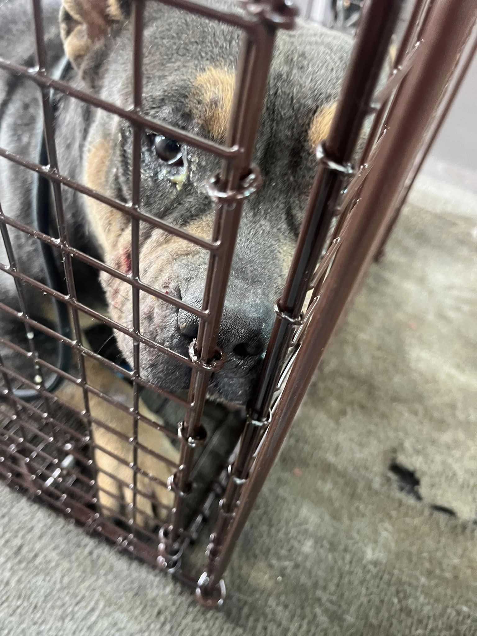 sweet black dog in a cage