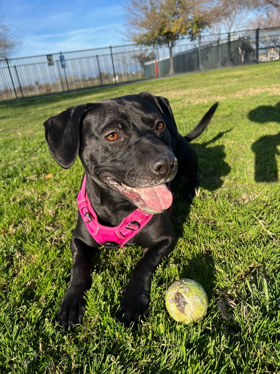 sweet black dog laying on a grass