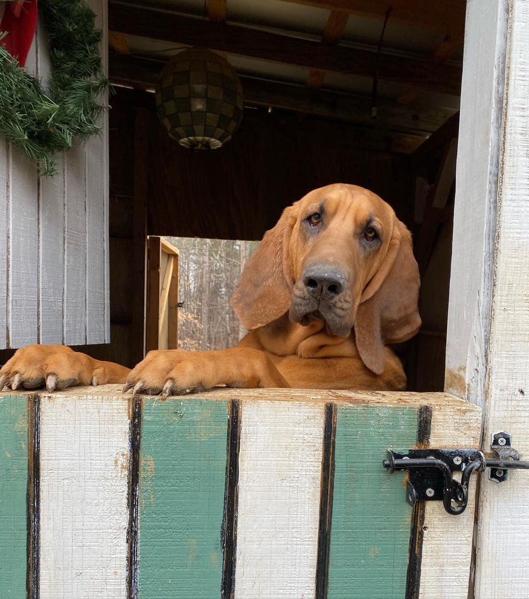 sweet brown dog