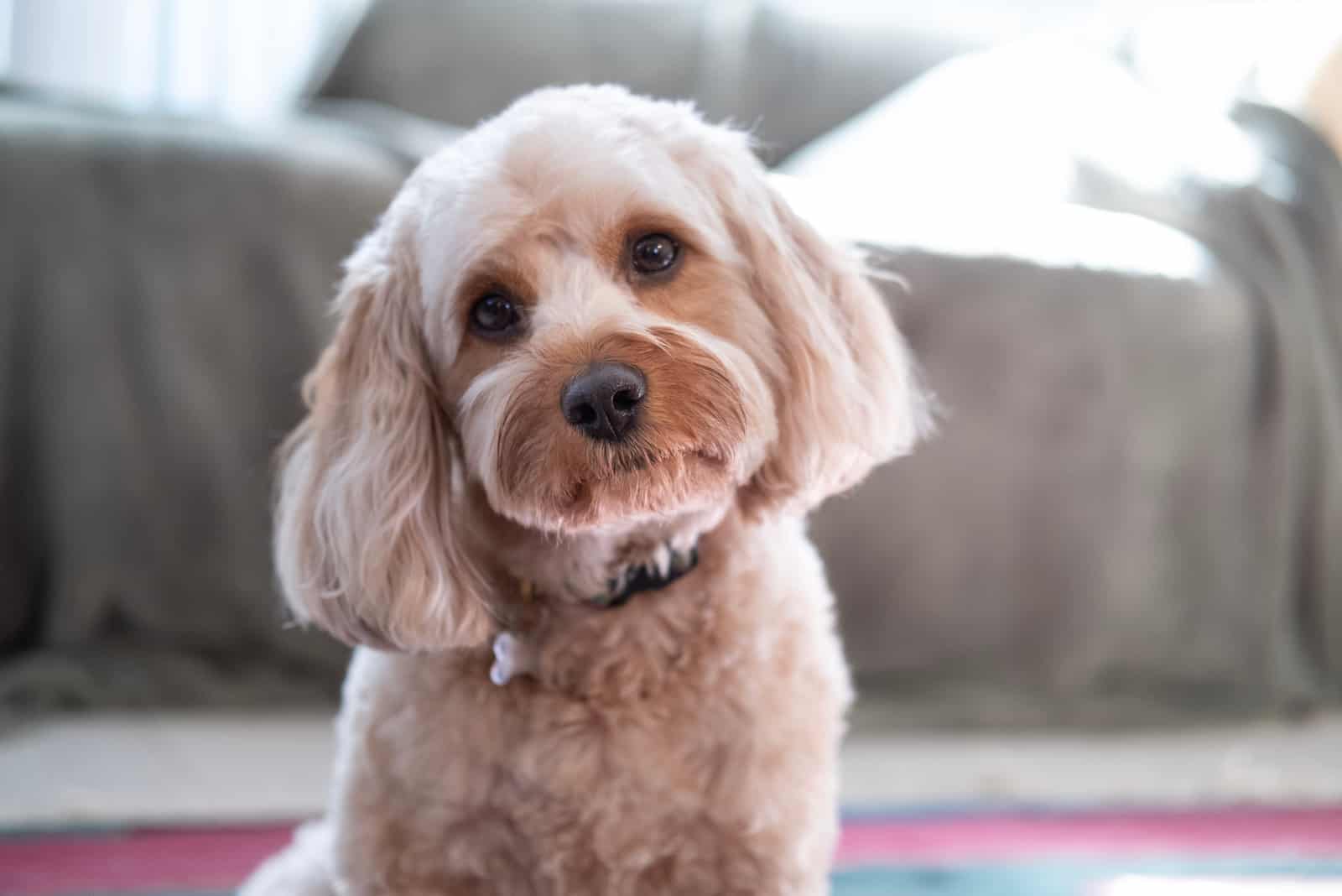 sweet cavapoo dog in bedroom