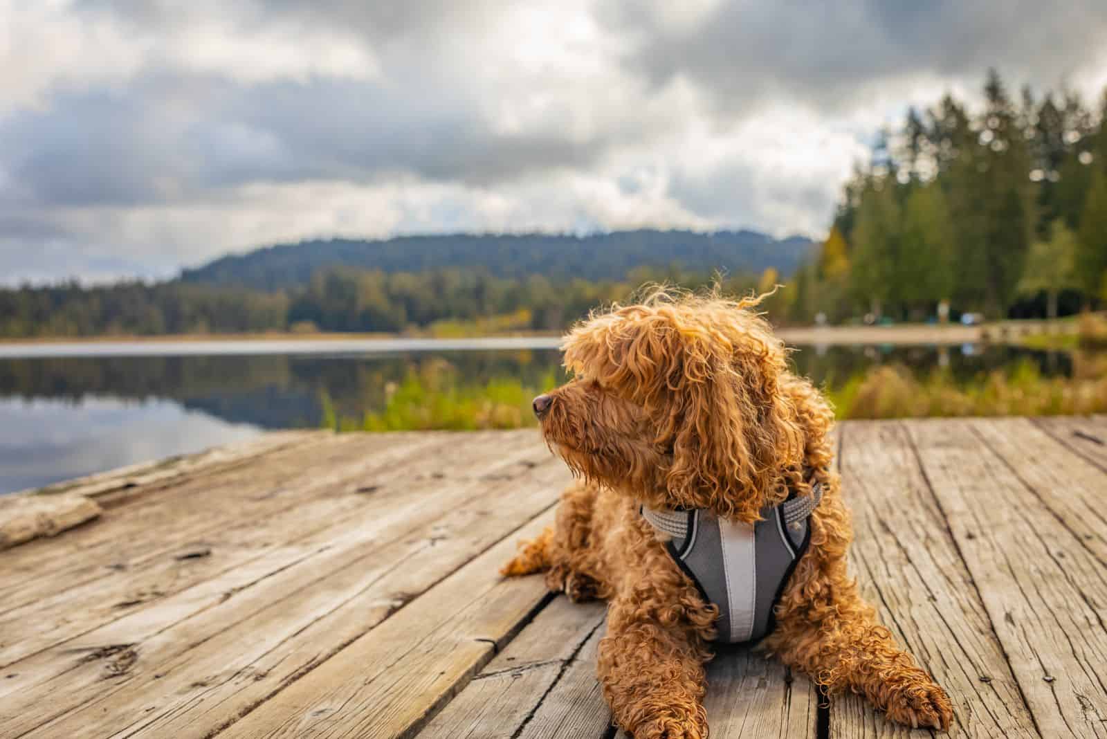 sweet Cavapoo lies on the pier