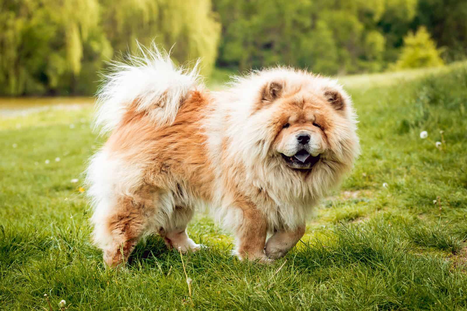 sweet Chow Chow