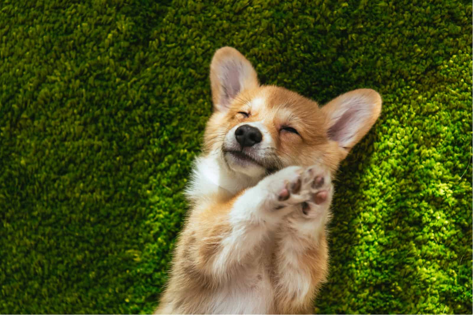 sweet corgi lying on grass