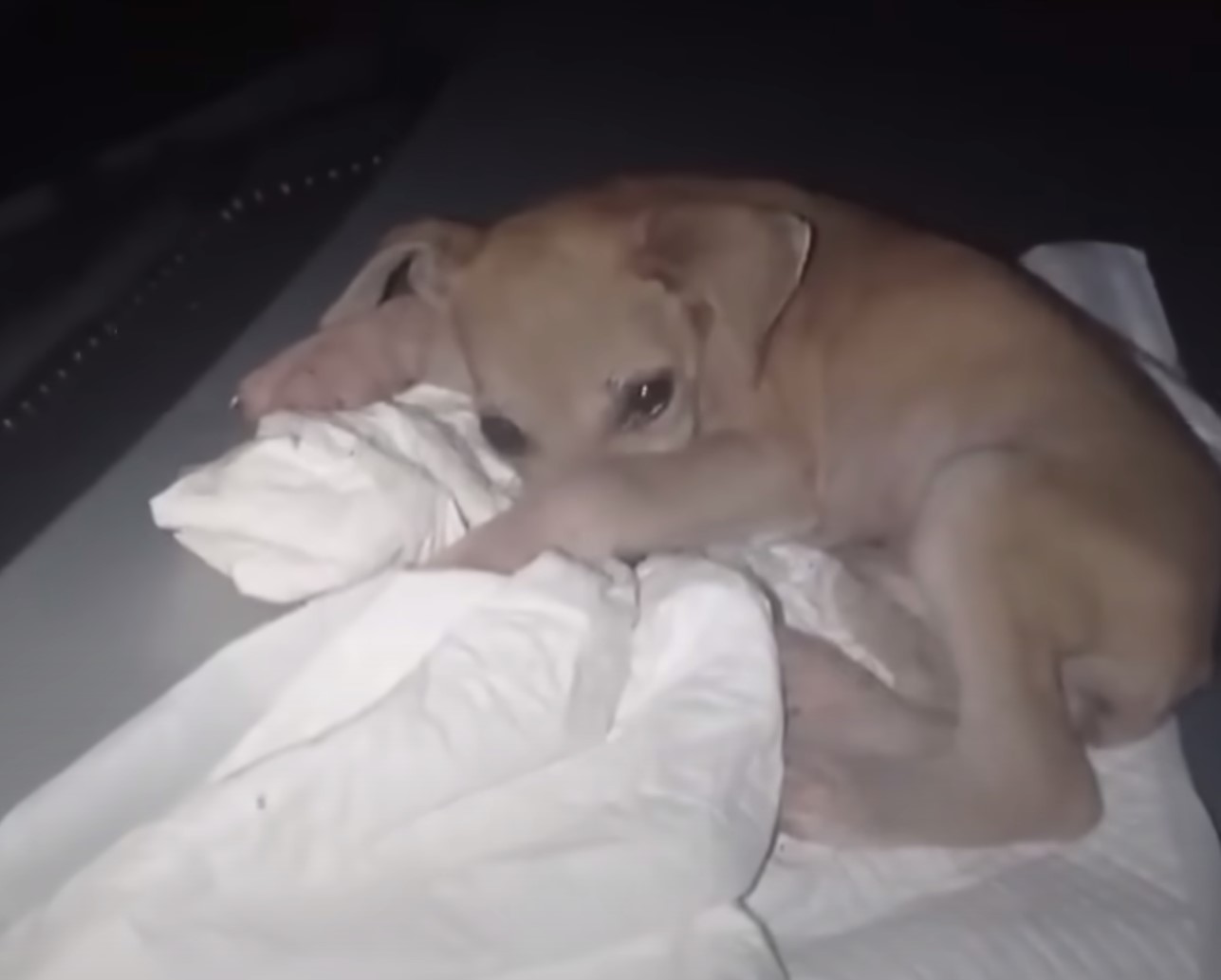 sweet dog laying on a pillow