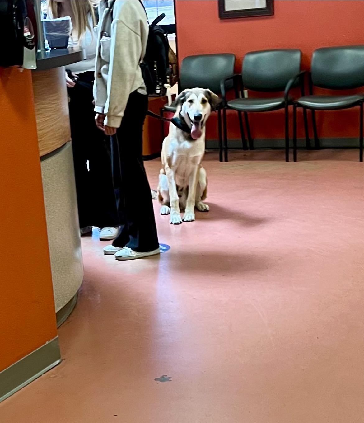 sweet dog on a leash