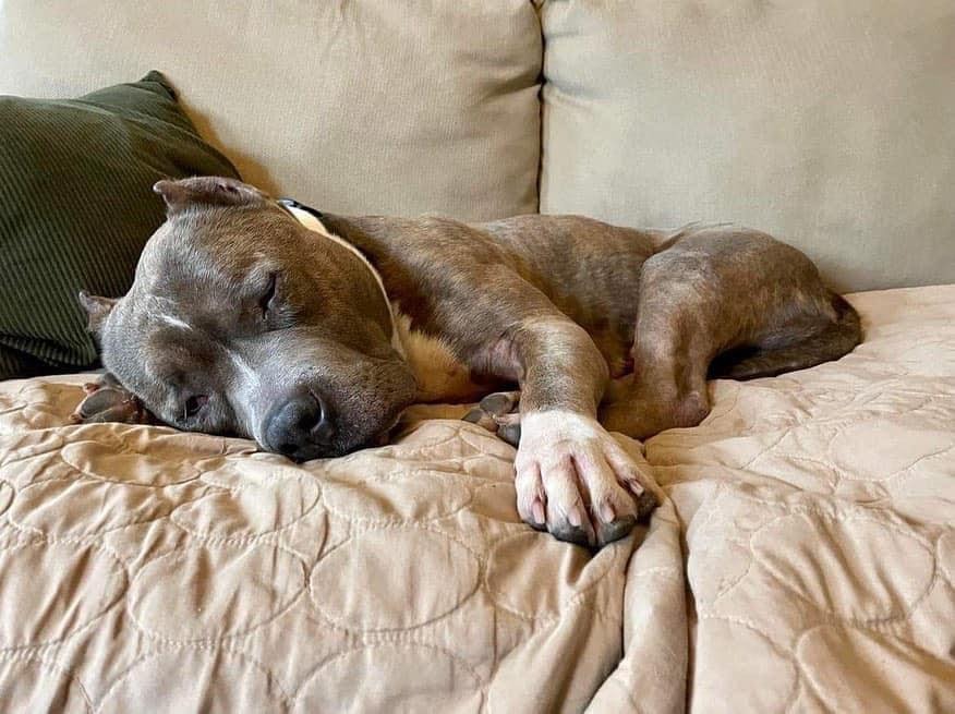 sweet dog sleeping on a bed