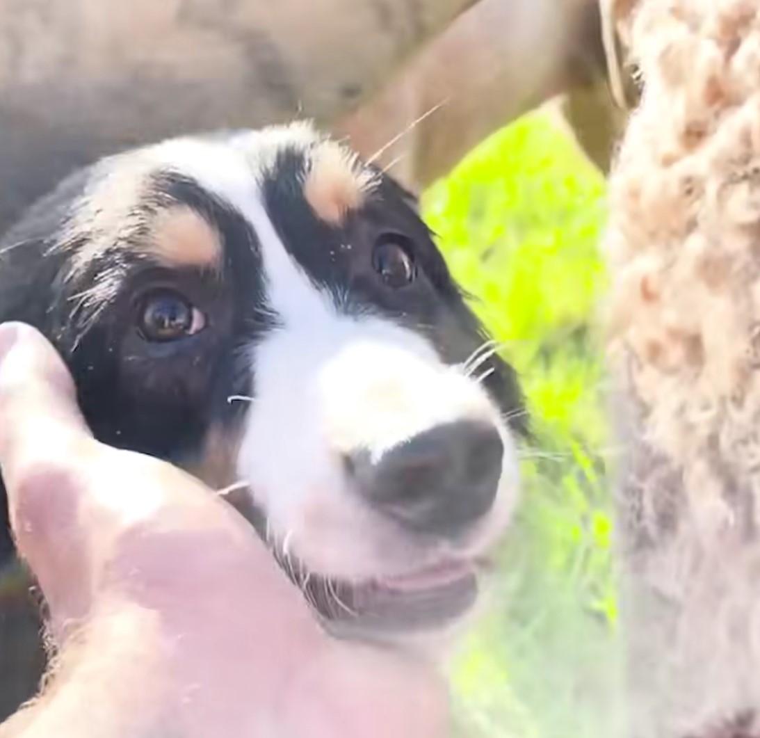 sweet dog smiling