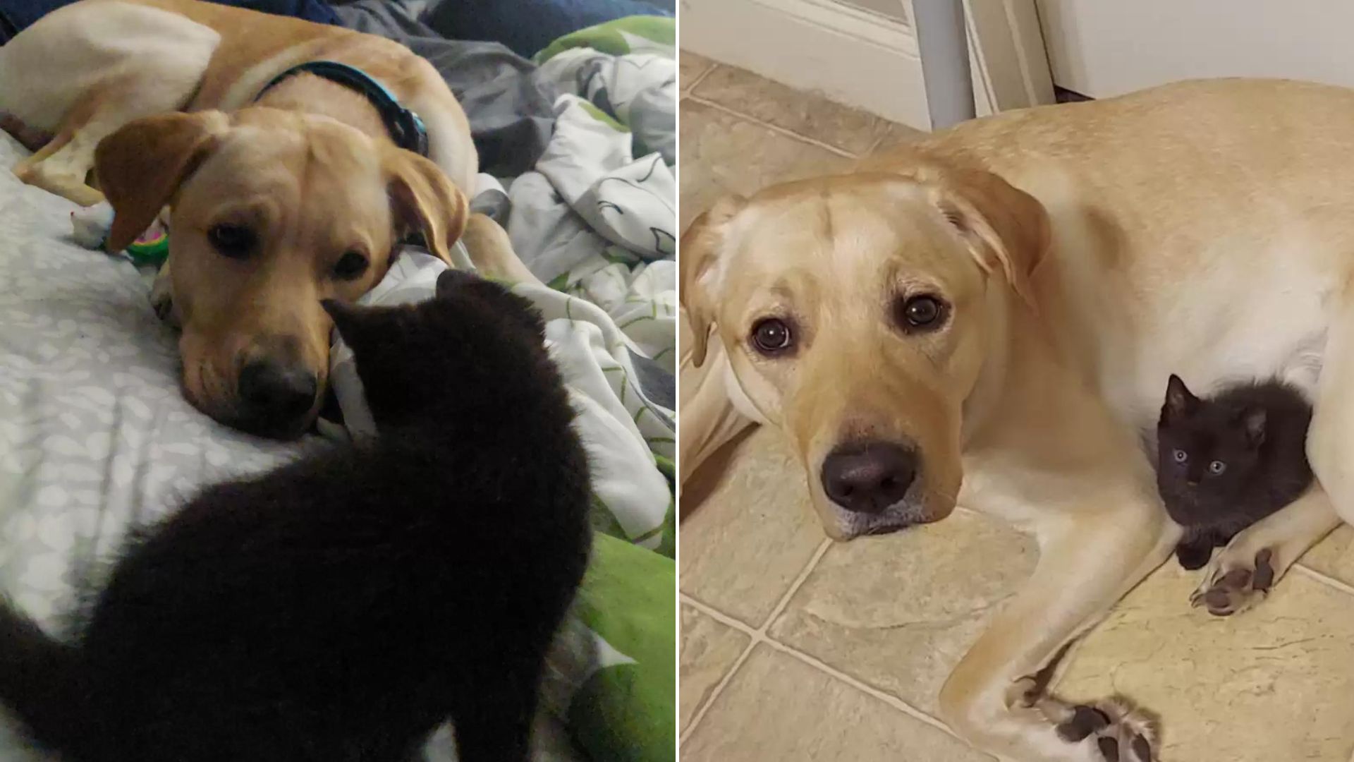 Sweet Dog Tries To Hide His New Friend So He Can Continue Playing With Him