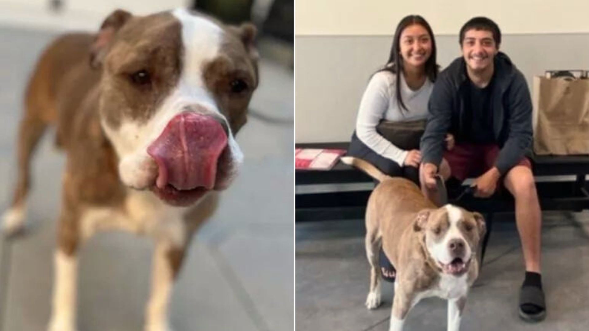 Owners Leave Their Dog After 10 Years Because They Couldn’t Take Care Of Him Anymore