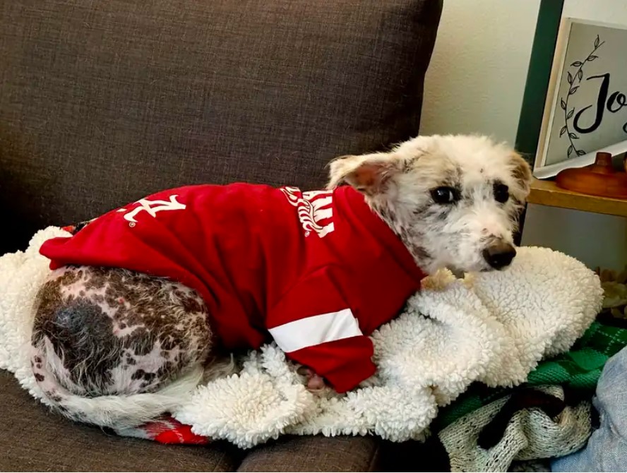 sweet dog with red shirt