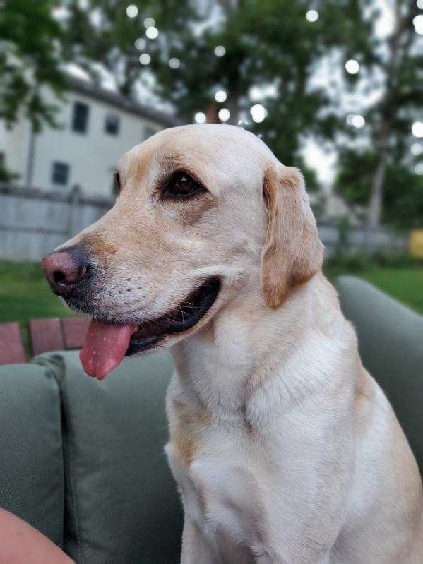 Sweet dog with tongue out